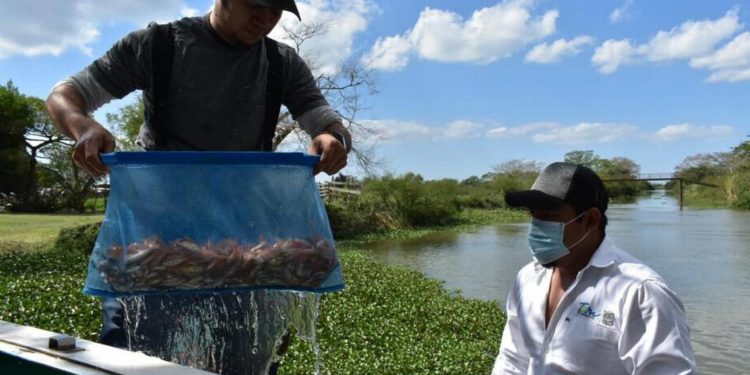Siembra de tilapias constituye fuente de alimentación para las especies dulceacuícolas - Noticias, Deportes, Gossip, Columnas