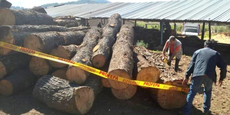 Trafican madera mexicana hasta China - Noticias, Deportes, Gossip, Columnas