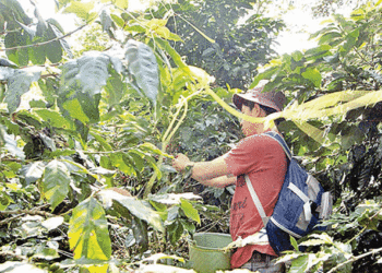 Avanza dispersión de apoyos para productores de granos, café, miel y caña de azúcar - Noticias, Deportes, Gossip, Columnas