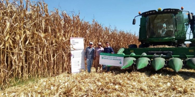 Bimbo impulsa la agricultura regenerativa - Noticias, Deportes, Gossip, Columnas