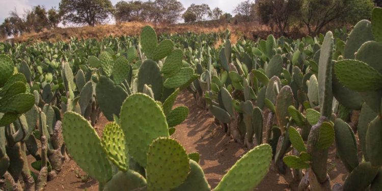 Buscan consolidar presencia de productores de nopal de Milpa Alta - Noticias, Deportes, Gossip, Columnas