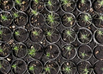 Cerveza Indio plantará más de 230 mil árboles en Monterrey - Noticias, Deportes, Gossip, Columnas