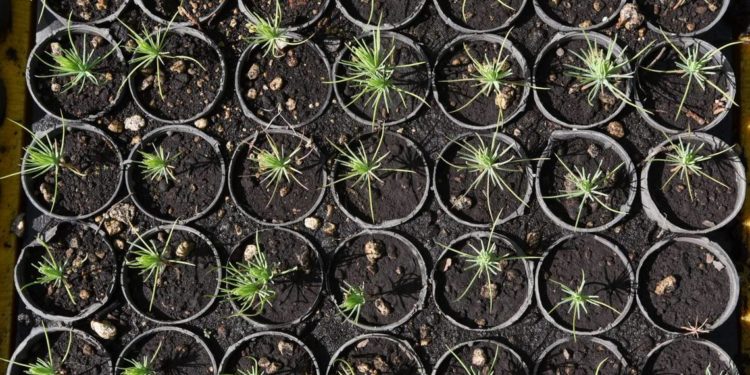 Cerveza Indio plantará más de 230 mil árboles en Monterrey - Noticias, Deportes, Gossip, Columnas