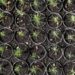 Cerveza Indio plantará más de 230 mil árboles en Monterrey - Noticias, Deportes, Gossip, Columnas