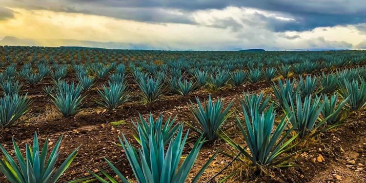 Cofece investiga posible monopolio mezcalero en México - Noticias, Deportes, Gossip, Columnas
