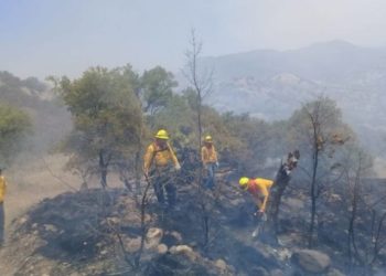 Conafor prevé año difícil de incendios forestales por recortes - Noticias, Deportes, Gossip, Columnas
