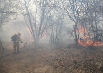 Controlan 98% incendio en reserva ecológica de Guanajuato - Noticias, Deportes, Gossip, Columnas