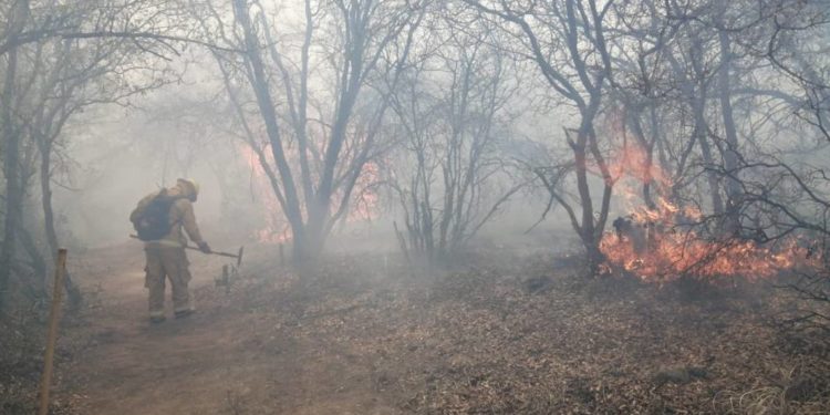 Controlan 98% incendio en reserva ecológica de Guanajuato - Noticias, Deportes, Gossip, Columnas