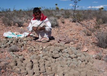 Corte rechaza proyecto que proponía limitar uso de peyote en rituales de pueblos indígenas - Noticias, Deportes, Gossip, Columnas