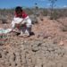 Corte rechaza proyecto que proponía limitar uso de peyote en rituales de pueblos indígenas - Noticias, Deportes, Gossip, Columnas