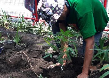 Diputados acuerdan discutir este miércoles dictamen para regular cannabis - Noticias, Deportes, Gossip, Columnas