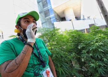 Diputados aprueban en comisiones dictamen para regulación de la marihuana - Noticias, Deportes, Gossip, Columnas