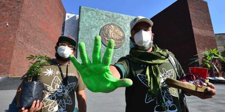 Diputados prevén cambios a ley del cannabis - Noticias, Deportes, Gossip, Columnas