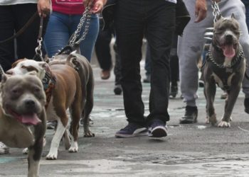 Diputados prohíben peleas de perros contra cualquier otro animal - Noticias, Deportes, Gossip, Columnas