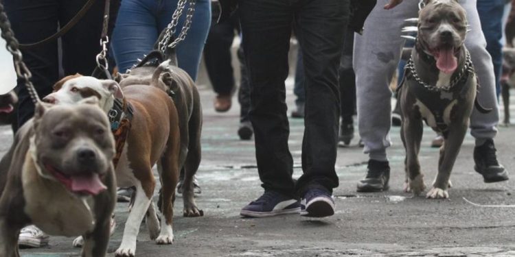 Diputados prohíben peleas de perros contra cualquier otro animal - Noticias, Deportes, Gossip, Columnas