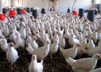 Discuten la Ley de Bienestar Animal en Jalisco - Noticias, Deportes, Gossip, Columnas
