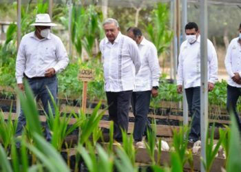 Gobierno llevará programa de Sembrando Vida al Triángulo Dorado del narco - Noticias, Deportes, Gossip, Columnas