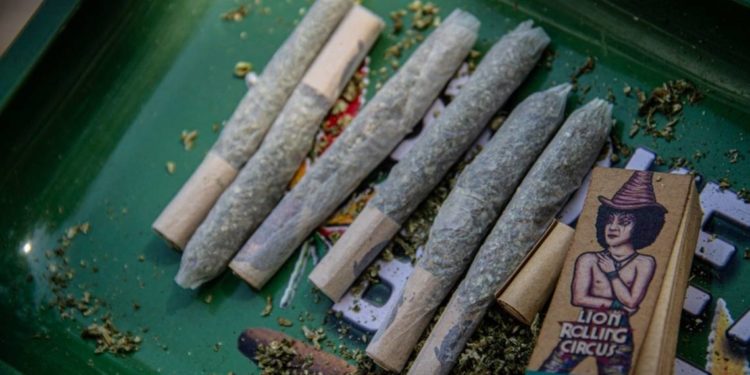 Legalización del cannabis en México "socava" tratados antidrogas, considera la ONU - Noticias, Deportes, Gossip, Columnas