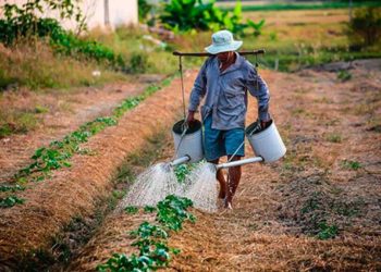 Limitarán producción de maíz por escasez de lluvia y agua en presas - Noticias, Deportes, Gossip, Columnas
