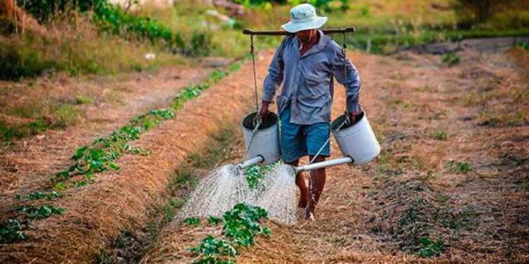 Limitarán producción de maíz por escasez de lluvia y agua en presas - Noticias, Deportes, Gossip, Columnas