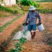 Limitarán producción de maíz por escasez de lluvia y agua en presas - Noticias, Deportes, Gossip, Columnas