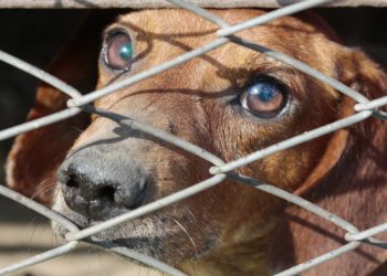 Maltrato animal y zoofilia podrían ser castigados hasta con dos años de cárcel en México - Noticias, Deportes, Gossip, Columnas