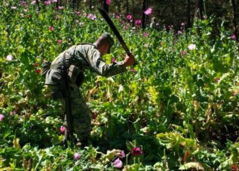 Marina destruyó solo un plantío de amapola en 2020 - Noticias, Deportes, Gossip, Columnas