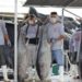 México cumplirá retos ambientales del T-MEC en pesca y acuacultura - Noticias, Deportes, Gossip, Columnas
