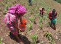 Mujeres campesinas reciben apoyos en fertilizantes - Noticias, Deportes, Gossip, Columnas