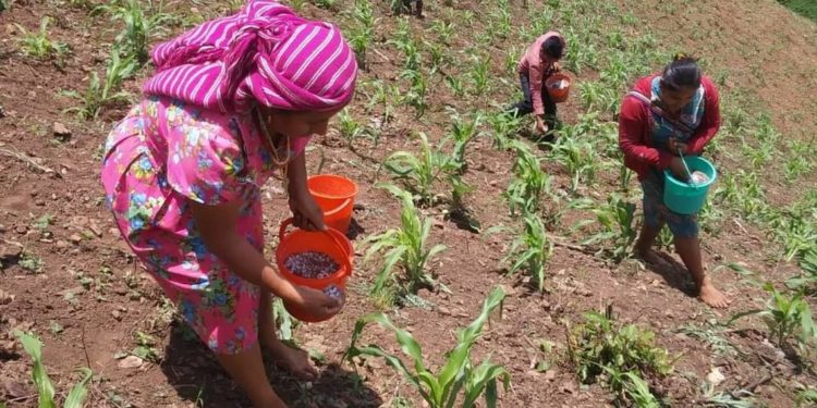 Mujeres campesinas reciben apoyos en fertilizantes - Noticias, Deportes, Gossip, Columnas