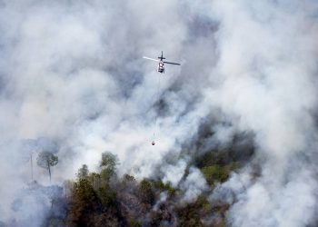Natural | Incendios forestales y Covid-19: Un doble riesgo - Noticias, Deportes, Gossip, Columnas