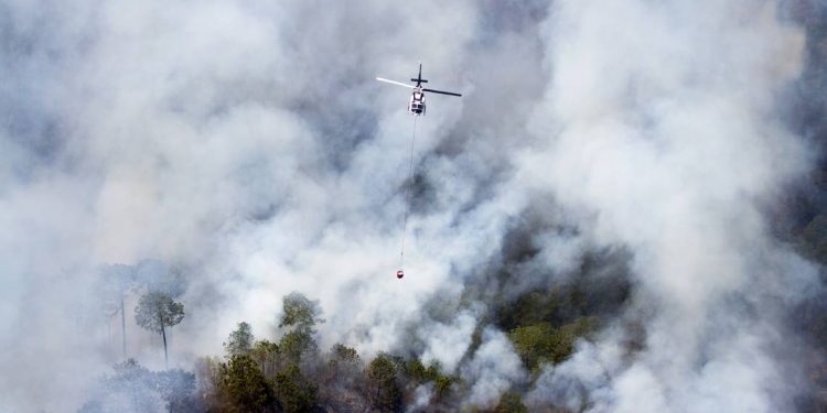 Natural | Incendios forestales y Covid-19: Un doble riesgo - Noticias, Deportes, Gossip, Columnas
