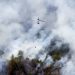 Natural | Incendios forestales y Covid-19: Un doble riesgo - Noticias, Deportes, Gossip, Columnas