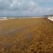 "No hay sargazo en playas de Quintana Roo", asegura AMLO - Noticias, Deportes, Gossip, Columnas