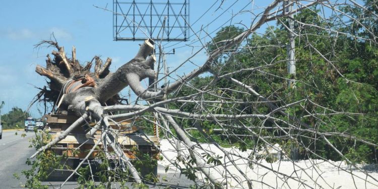 Otorgan tres suspensiones definitivas más contra Tren Maya - Noticias, Deportes, Gossip, Columnas