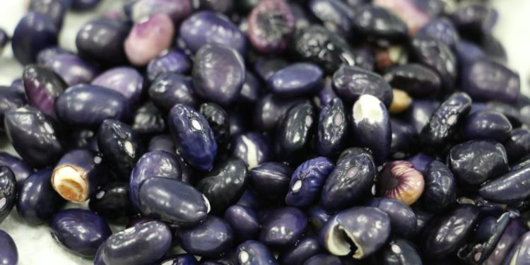 Sader busca alcanzar una producción de 1.6 millones de toneladas de frijol para el 2024 - Noticias, Deportes, Gossip, Columnas