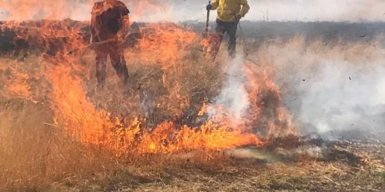 Se incendia reserva ecológica de Guanajuato - Noticias, Deportes, Gossip, Columnas