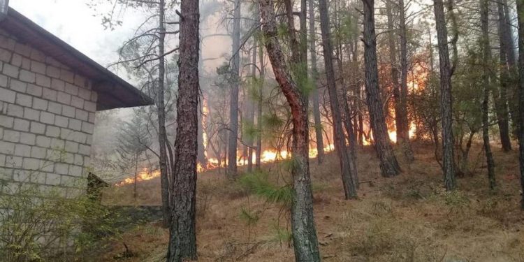 Se registra incendio en Sierra de Arteaga, en los límites de NL y Coahuila - Noticias, Deportes, Gossip, Columnas
