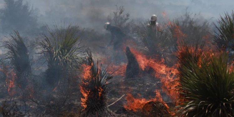 Se registran dos incendios más en Coahuila - Noticias, Deportes, Gossip, Columnas