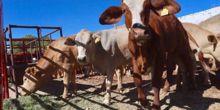 Sector pecuario, el único que creció 3% aun con pandemia - Noticias, Deportes, Gossip, Columnas