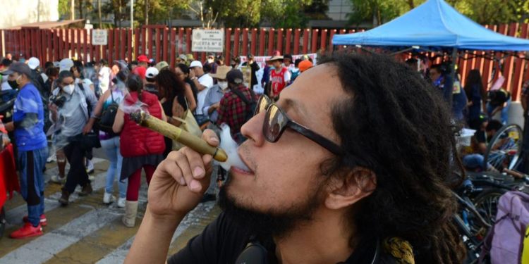 Senado prevé acuerdos para legalizar cannabis antes del 30 de abril - Noticias, Deportes, Gossip, Columnas