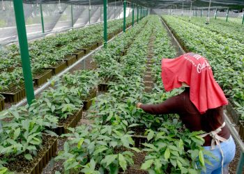 AMLO detalla propuesta de sembrar árboles en Centroamérica para frenar migración a EU - El Sol de México