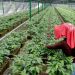 AMLO detalla propuesta de sembrar árboles en Centroamérica para frenar migración a EU - El Sol de México