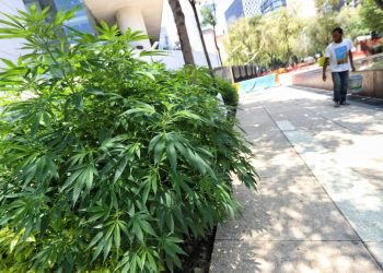 Avanza en comisiones del Senado regulación del cannabis - El Sol de México