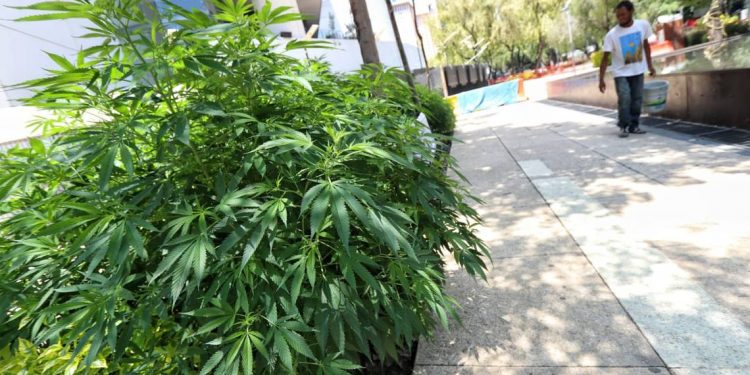 Avanza en comisiones del Senado regulación del cannabis - El Sol de México