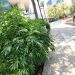 Avanza en comisiones del Senado regulación del cannabis - El Sol de México