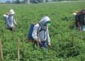 Bayer espera amparo definitivo esta semana contra suspensión del glifosato - El Sol de México