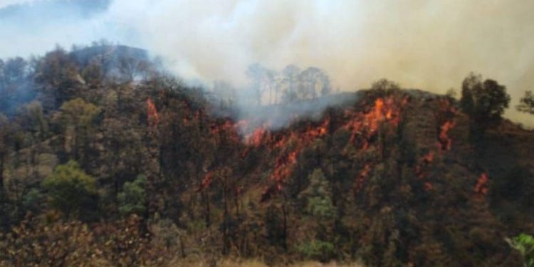 Casi 300 brigadistas y cinco helicópteros combaten incendio en el Bosque de la Primavera de Jalisco