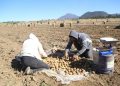 Corte revoca sentencia que impedía importación de papa fresca de EU - El Sol de México