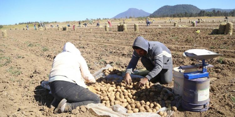 Corte revoca sentencia que impedía importación de papa fresca de EU - El Sol de México